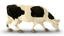 A toy Cow